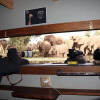 Отель Antares Bush Camp & Safaris - Hostel, фото 18