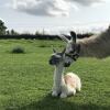 Отель The Lazy Llama Shepherd Hut Campview Farm Stay, фото 19