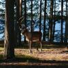 Отель Lohijärven Eräkeskus, фото 20