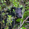 Отель Black Bear Cottage, фото 20