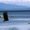 Отель Qualicum Breeze Beach Resort, фото 40