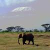 Отель Amboseli Serena Safari Lodge, фото 10