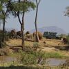 Отель Elephant Bedroom Camp, фото 32