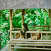 Отель Jungle Lotus Villas, фото 3
