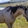 Отель Wild Horses Lodge, фото 15