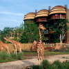 Отель Disney's Animal Kingdom Villas в Парке развлеченем Walt Disney World®