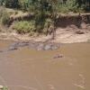 Отель Hammerkop Migration Camp, фото 14
