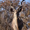 Отель OuKlip Game Lodge, фото 4