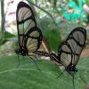 Отель Cabañas Armonía y Jardín de Orquideas, фото 49