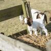 Отель B&B Logeren bij van Heeren, фото 15