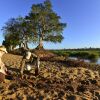 Отель Mtomeni Safari Camp, фото 7