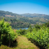 Отель Casa da Mouta - Douro Valley, фото 11