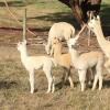 Отель Raynella Alpaca Farm Stay, фото 38