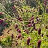 Отель Les Pimprenelles, фото 2