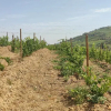 Отель Quinta dos Padrinhos - Suites in the Heart of the Douro, фото 18