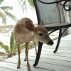 Отель Deer Run Bed & Breakfast, фото 12
