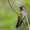 Отель Tinamu Birding Nature Reserve, фото 9