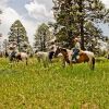 Отель Majestic Dude Ranch, фото 6