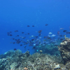 Отель and Dive Center Roatan Yacht Club, фото 18