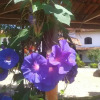 Отель Pousada Ecologica das Bromelias, фото 45