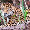 Отель Tambopata Ecolodge, фото 35