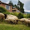 Отель Cabañas Balcón del Lago, фото 35