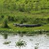 Отель Chitwan Park Village, фото 21