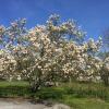 Отель Ivögården Mat & Vingård, фото 26