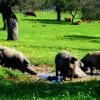 Отель Finca Los Llanos, фото 3