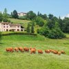 Отель Agriturismo Borgoluce, фото 7