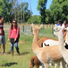 Отель Silverstream Alpaca Farmstay and Tour, фото 18