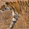 Отель The Ranthambhore Bagh, фото 19