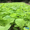 Отель Hengyang Nanyue Hengshan Qingshan Yunju, фото 6