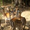 Отель Impala Ecolodge, фото 30