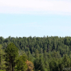 Отель Motel In The Pines, фото 17