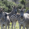 Отель Sibuya Game Reserve, фото 19