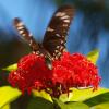 Отель Kipara Tropical Rainforest Retreat, фото 1