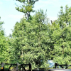 Отель Royal Bamhni Holiday Resort, фото 28
