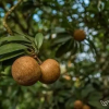 Отель At Green Peppers - A Wandertrails Stay, фото 11