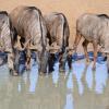 Отель African Spirit Game Lodge, фото 18