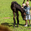 Отель Well-maintained chalet with WiFi in a holiday park close to Park De Veluwe, фото 9