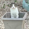 Отель Suite 1 Beach Shuttle Concierge Garden Cats в Бесте Бее