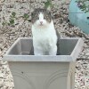 Отель Suite 4 Beach Shuttle Concierge Garden Cats, фото 19