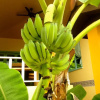 Отель Papaya Garden Villa, фото 9
