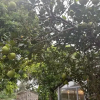 Отель Beihai Weizhou Island Yake Residence, фото 2