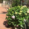 Отель B&B Antea, фото 17