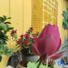 Отель Liuyuan Homestay (Qingzhou Ancient City Branch), фото 4