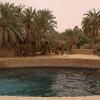 Отель Al-Manara Hostel Siwa Oasis, фото 16