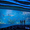 Отель Fuxiang Holiday Hotel (Chimelong Ocean Kingdom, Hengqin, Zhuhai), фото 11