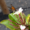 Отель Casa Mariposa, фото 23